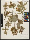 Foto von Salix pseudomonticola C. R. Ball